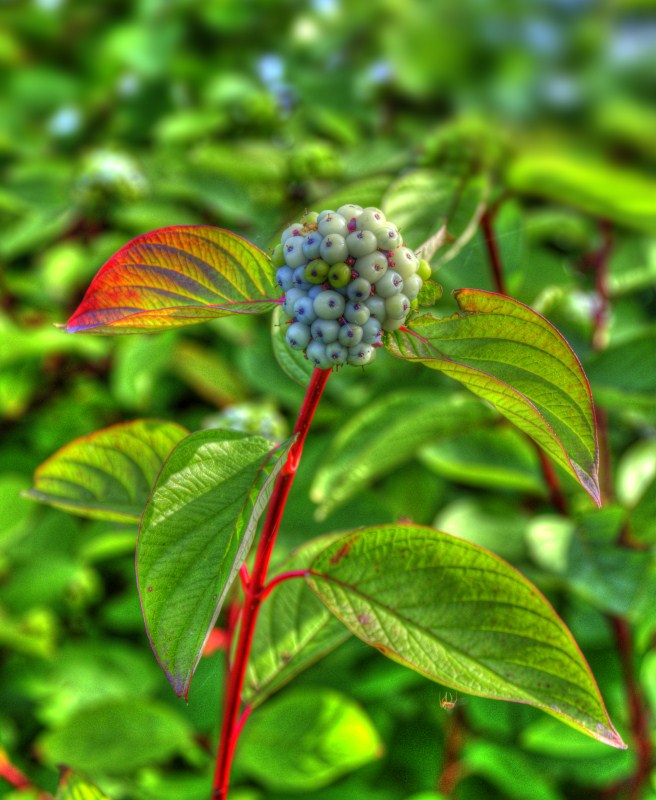 http://www.firefx.co.uk/galleries/Plant life/berries.jpg